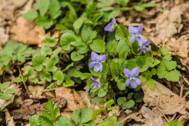 Narin mavi mor çiçekler, Erken Dog-menekşe, ilkbahar da büyüyen, yeşil ve kuru yapraklar zemin