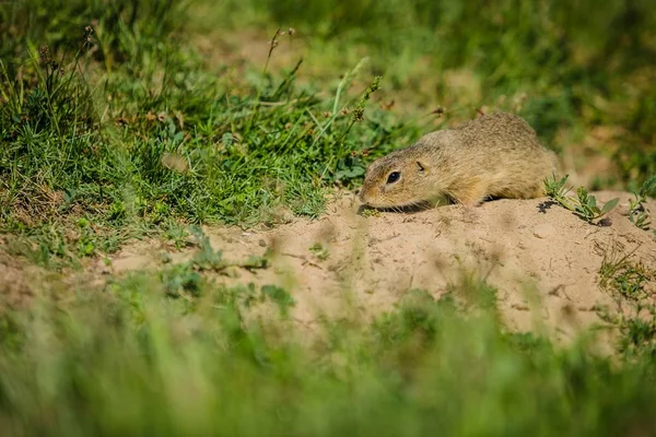Small European Brown Ground Squirrel Sniffing Dry Soil Searching Food — Stock Photo, Image