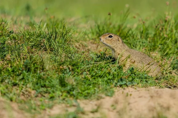 Small European Ground Squirrel Spermophilus Citellus Watching Out Being Curious — Stock Photo, Image