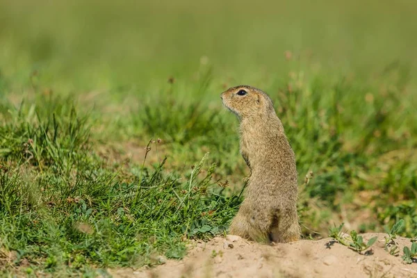 Small european brown ground squirrel standing on guard, watching out, green grass background, a sunny spring day at a prairie