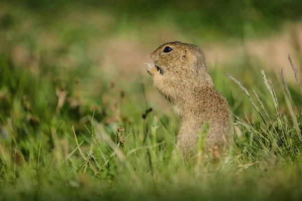 Small European Brown Ground Squirrel Standing Green Grass Holding Consuming — Stock Photo, Image