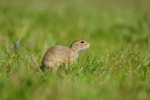 Small European Brown Ground Squirrel Sitting Green Grass Sunny Spring — Stock Photo, Image