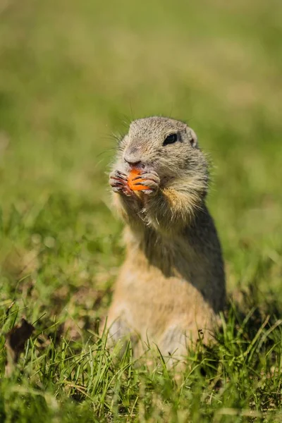 Small European Brown Ground Squirrel Standing Green Grass Holding Consuming — Stock Photo, Image