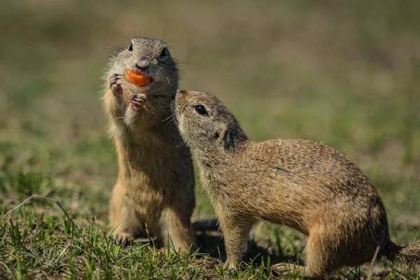 Two Small Cute European Brown Ground Squirrels One Them Standing — Stock Photo, Image