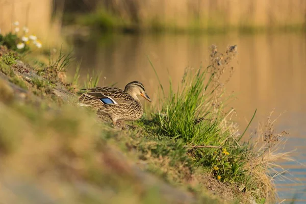 Dia Ensolarado Mola Lago Pato Mallard Marrom Fêmea Lago Grama — Fotografia de Stock