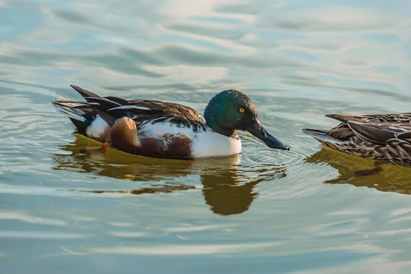 Wild northern shoveller, white and brown male duck with iridescent dark green head, bright yellow eye and typical spatulate bill swimming in blue water on a sunny day, reflection in water