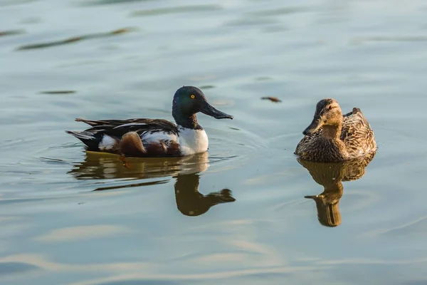 A couple of water birds, wild northern shoveler, white and brown male duck with iridescent dark green head, and brown female mallard duck swimming in blue lake on a sunny day, reflection in water