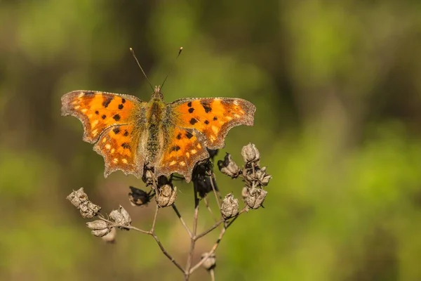 Farfalla Arancione Patchy Album Polygonia Con Ali Aperte Seduto Pianta — Foto Stock