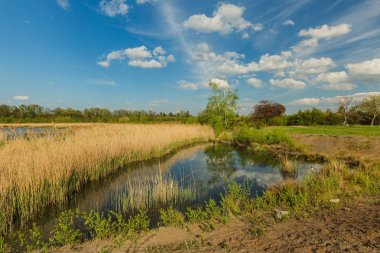 Küçük göl ile bahar kırsal manzara görünümü. Sarı sazlıklar, taze yaprakları olan huş ağacı, kirli toprak ve kıyıda yeşil çimenler. Çek Cumhuriyeti'nde parlak mavi gökyüzü ve beyaz bulutlar ile güneşli bir gün.
