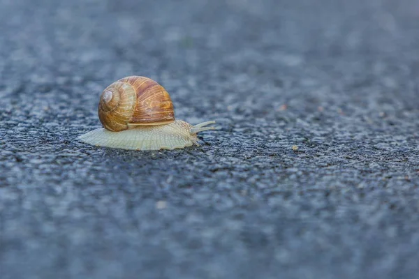 Siput Tanah Abu Abu Besar Dengan Cangkang Kecoklatan Krem Merangkak — Stok Foto