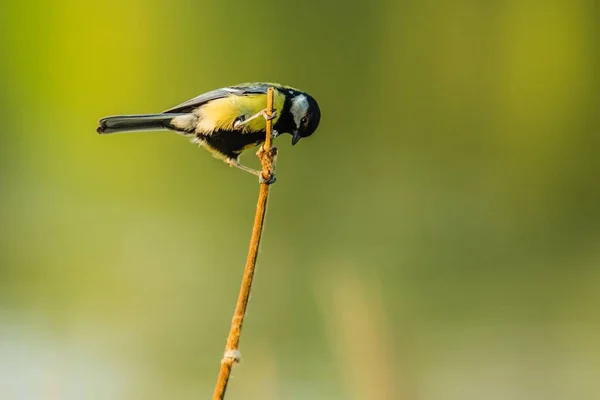 Ein Kleiner Gelb Schwarzer Singvogel Kohlmeise Der Sich Einem Stück — Stockfoto