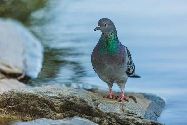 Portrait Rapproché Pigeon Gris Aux Couleurs Vert Violet Irisé Sur — Photo