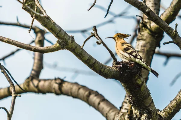 欧亚蹄 一种长嘴和黑白条纹的沙褐色鸟 翅膀上栖息在树上 背景是蓝天 果园里阳光明媚的春天 — 图库照片