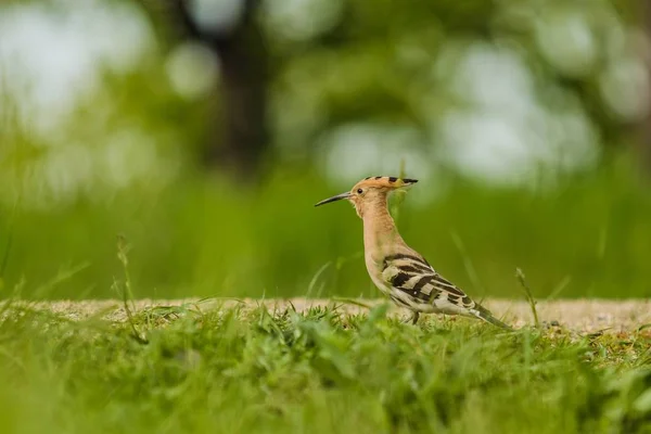 Eurasian hoopoe, a sandy brown bird with long beak and black and white stripes on wings standing on dry soil. Green grass and trees in background making a bokeh. Location Czech Republic.