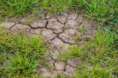 Parched brown earth with cracks on surface and fresh green grass. Bad weather conditions and global climate problem. clipart