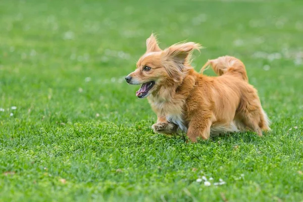 Rozkošný Šťastný Míchaný Hnědý Pes Krátkými Nohami Běžícím Zelené Trávě — Stock fotografie