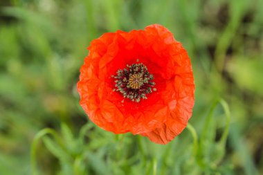 Bir çayırda yetişen afyon haşhaş kırmızı çiçek yakın görüntü. Arka planda yeşil çimenler. Doğada güneşli bahar günü. 