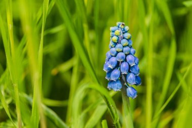 Mavi üzüm sümbül, bir bahçede güneşli bir günde taze yeşil çim büyüyen erken bir bahar çok yıllık soğanlı bitki,.