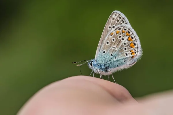 Εύθραυστη Μπλε Πεταλούδα Πορτοκαλί Καφέ Λευκά Και Μπλε Χρώματα Και — Φωτογραφία Αρχείου