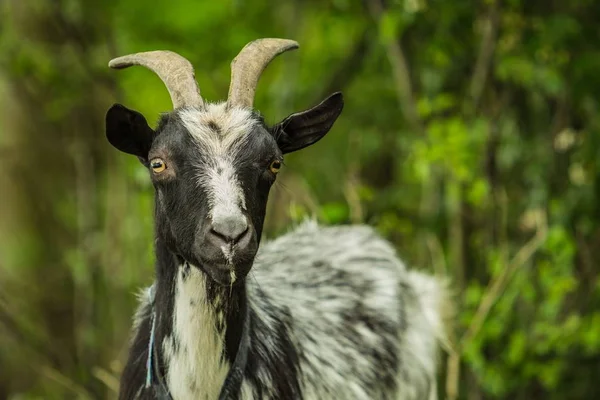 Feche Retrato Animal Fazenda Doméstico Uma Cabra Preta Cinza Com — Fotografia de Stock