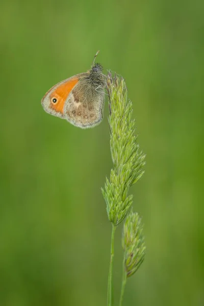 Ein Kleiner Orange Brauner Schmetterling Mit Einem Schwarzen Punkt Einer — Stockfoto