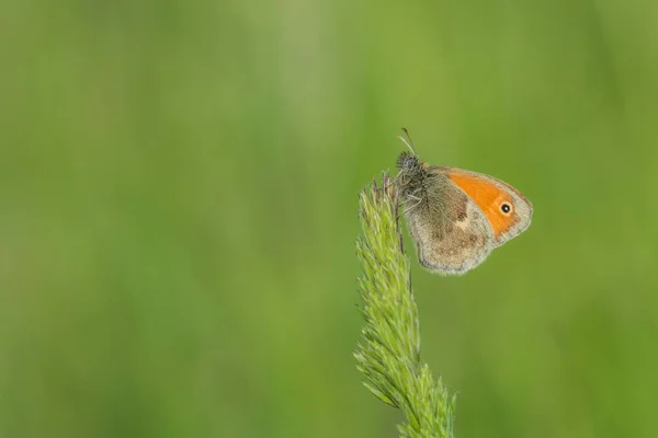 Uma Pequena Borboleta Laranja Marrom Com Ponto Preto Uma Pequena — Fotografia de Stock