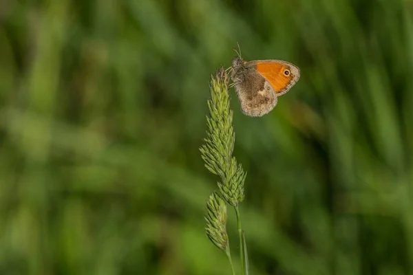 Uma Pequena Borboleta Laranja Marrom Com Ponto Preto Uma Pequena — Fotografia de Stock