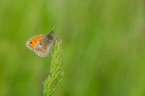 Uma Pequena Borboleta Laranja Marrom Com Ponto Preto Uma Pequena — Fotografia de Stock