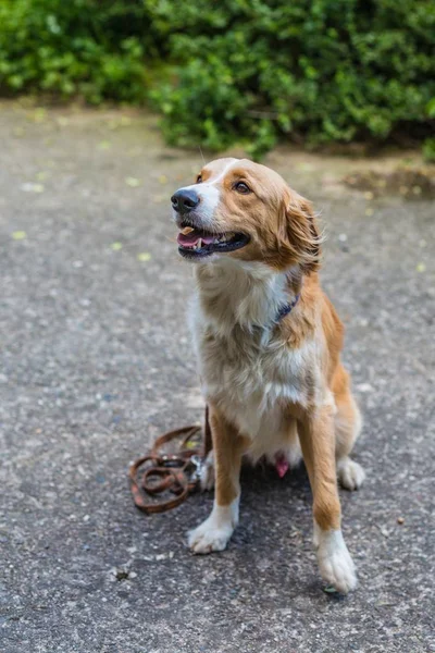 Ritratto Adorabile Giovane Cane Bianco Beige Seduto Marciapiede Grigio Che — Foto Stock