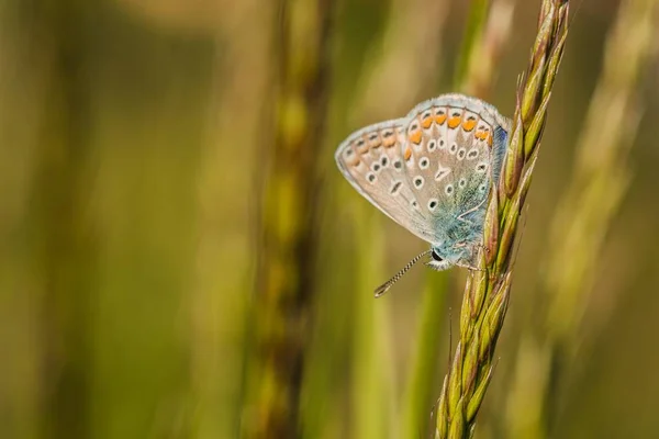 脆弱的蓝色蝴蝶 有橙色 白色和蓝色 黑点倒置在一片绿草上 阳光明媚的夏日 模糊背景 — 图库照片