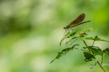 Yeşil ve sarı dişi, bir gölgede yaprak üzerinde otururken. Bulanık arka plan. Doğada yaz günü.