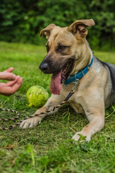 Playful young beige and black dog with mouth open showing teeth, tongue sticking out, lying down on green grass, watching a tennis ball being thrown by a hand.