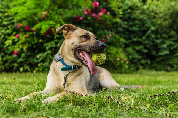 Portrét Hravé Mladé Béžové Černého Psa Který Držel Tenisový Míč — Stock fotografie