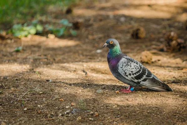 Portrait Pigeon Voyageur Couleurs Grises Vertes Oeil Orange Debout Dans — Photo