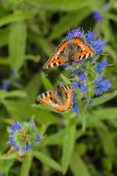Két Kis Tortoiseshell Pillangók Színes Vörösesbarna Narancs Eurázsiai Pillangók Fekete — Stock Fotó