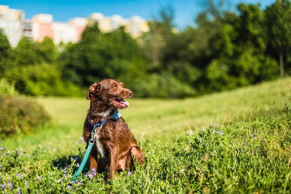 Ritratto Simpatico Cane Rognoso Con Bocca Aperta Gli Occhi Chiusi — Foto Stock