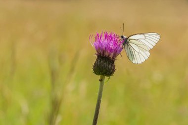 Büyük siyah damarlı beyaz kelebek güneşli bir yaz gününde bir çayır büyüyen mor devedikeni üzerinde oturan. Bulanık yeşil-kahverengi arka plan.