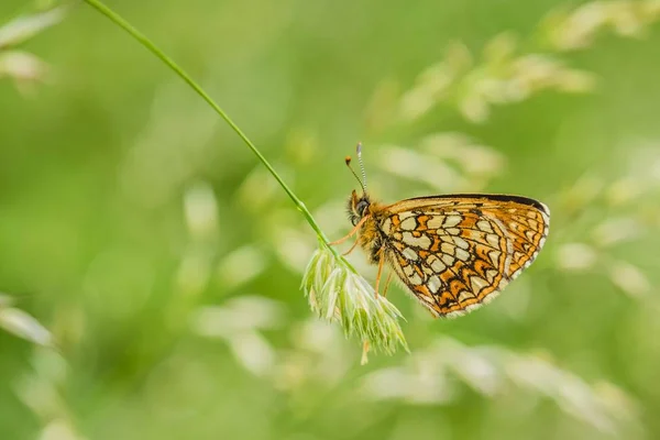 Vista Laterale Falsa Brughiera Fritillare Una Farfalla Estinzione Seduta Erba — Foto Stock