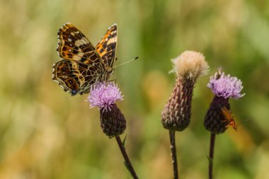 Güzel renkli turuncu, sarı ve siyah harita kelebek, ilkbahar ve yaz formu, güneşli bir yaz gününde üç mor devedikeni biri oturuyor. Bulanık yeşil arka plan.