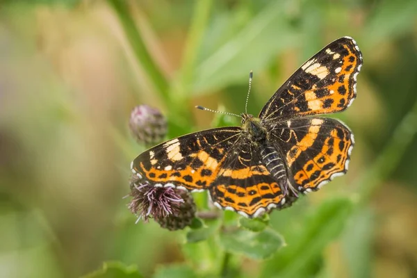 Bella Farfalla Mappa Arancione Nero Forma Primaverile Estiva Seduto Cardo — Foto Stock