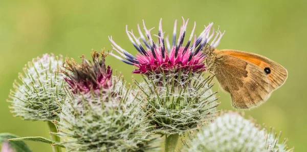 Pequena Saúde Uma Borboleta Laranja Marrom Sentado Flor Roxa Bardana — Fotografia de Stock