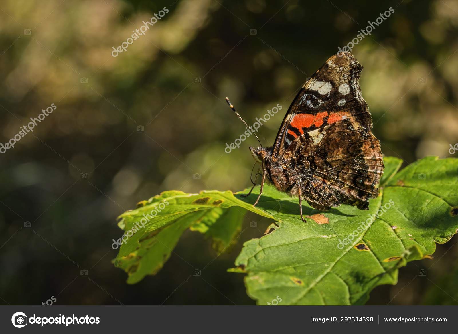 Side View Red Admiral Butterfly Orange White Black Brown Closed
