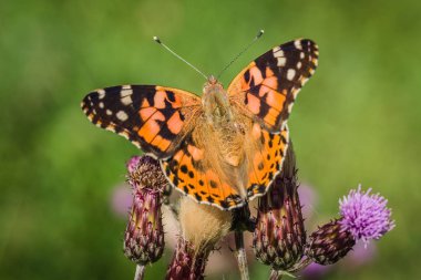 Bir yaz gününde bir çayırbüyüyen mor devedikeni üzerinde oturan kanatları açık renkli boyalı bayan kelebek yakın görüntü. Bulanık yeşil arka plan.
