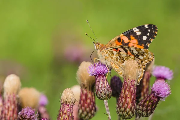 Bir yaz gününde bir çayır büyüyen mor devedikeni üzerinde oturan yayılmış kanatları ile renkli boyalı bayan kelebek yakın görüntü. Bulanık yeşil arka plan.