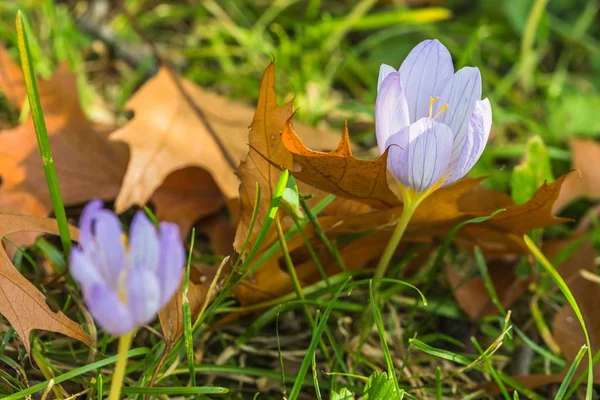 Flores Frescas Cocodrilo Otoño Violeta Plantas Tóxicas Que Crecen Sobre — Foto de Stock