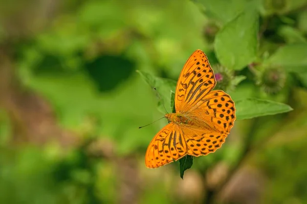 Stříbrem Umytý Fritillary Oranžovočerný Motýl Sedící Listu Slunečný Letní Den — Stock fotografie