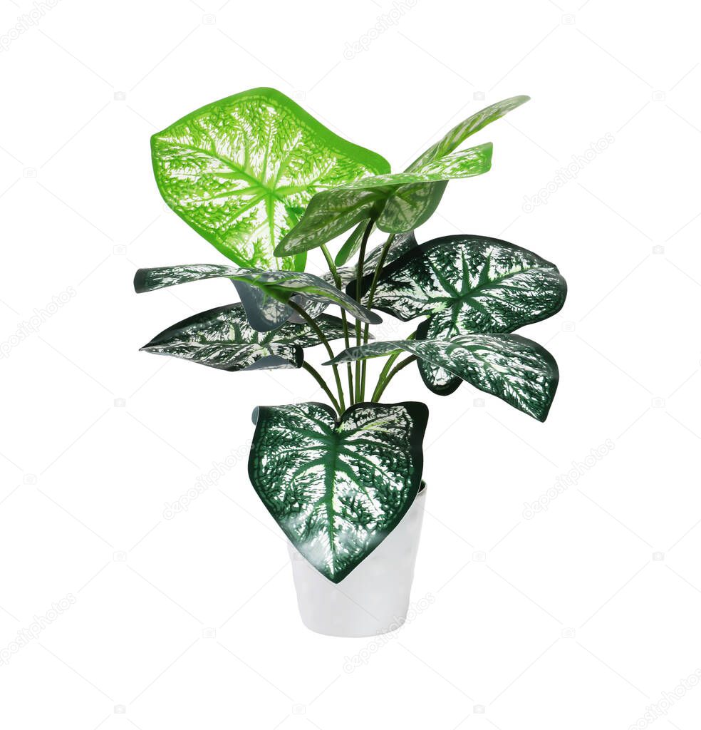 Plastic Arrow Head Potted Plant on White Background