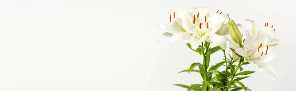 Bouquet of white lilies isolated on a white background. Flowers lily beautiful bouquet white flowers floral background concept holiday congratulation