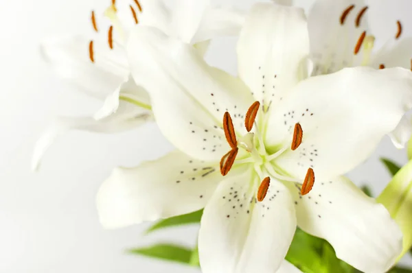 Bouquet of white lilies isolated on a white background. Flowers lily beautiful bouquet white flowers floral background concept holiday congratulation