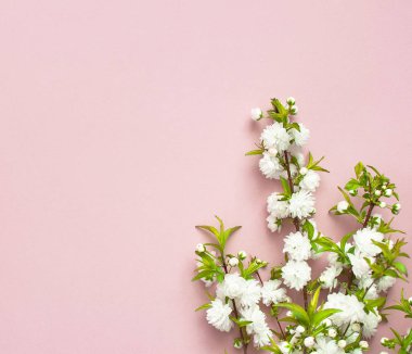 Güzel yumuşak bahar dal bir pembe arka plan en iyi görünüm düz beyaz çiçekli metin için yer yatırın. Narin çiçekler ile tebrik kartı
